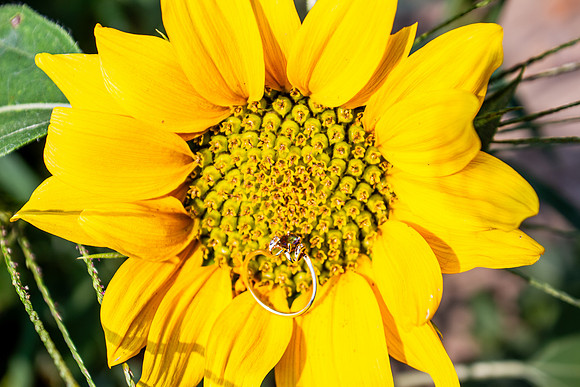 amyhowesphotography-2621