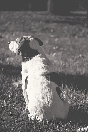 amyhowesphotography-9604-bw